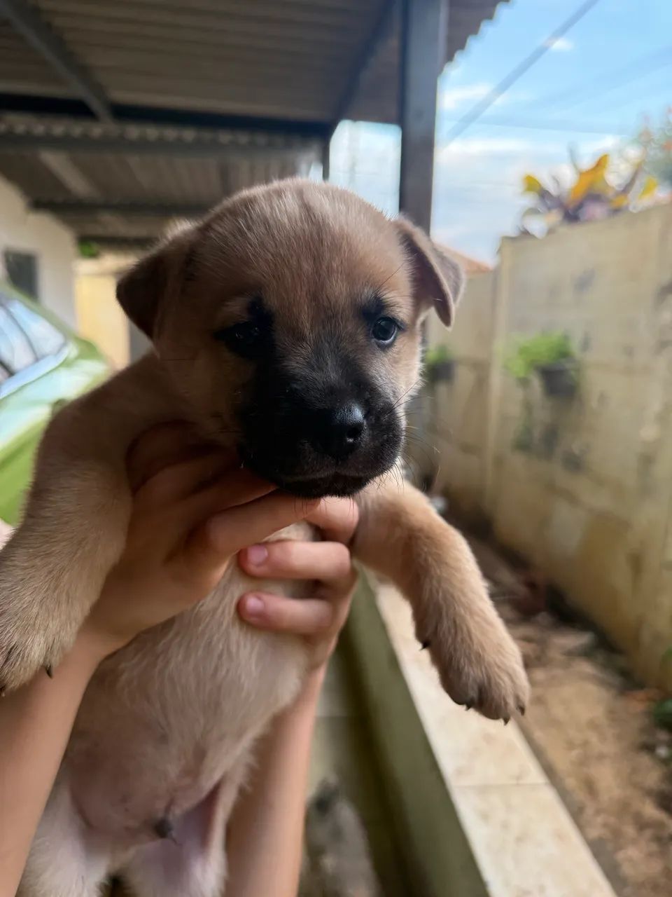 Filhote cachorro - Foto 5