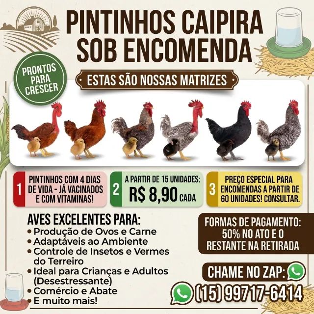 Pintinhos caipira sobre encomenda  - Foto 4