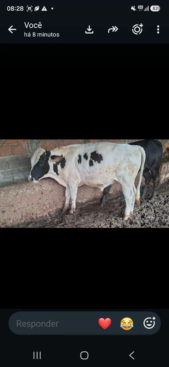 Vendo garrote!!! - Foto 4