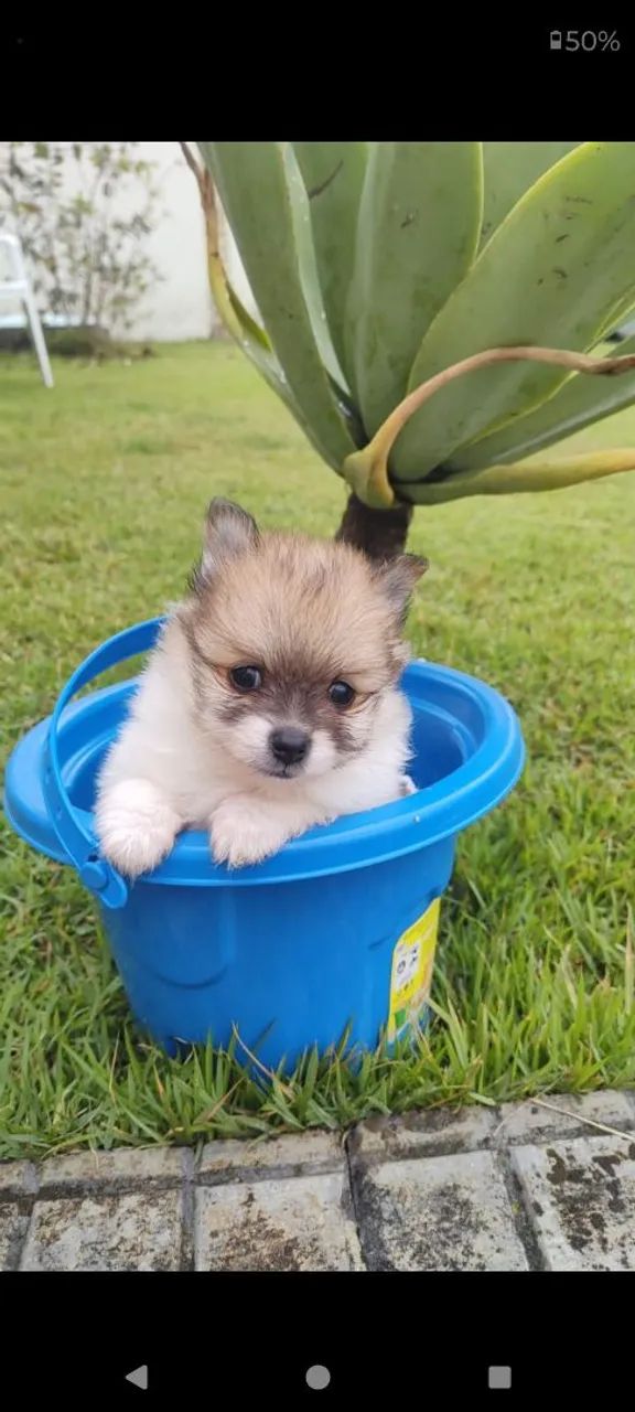 Cachorro  - Foto 4