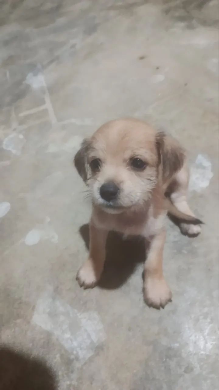 Adoção de cachorrinhos  - Foto 2
