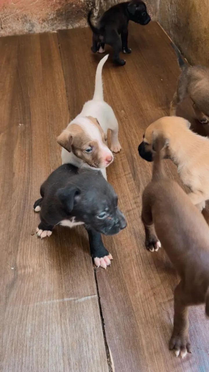 Lindos filhotes de pitbull - Foto 4