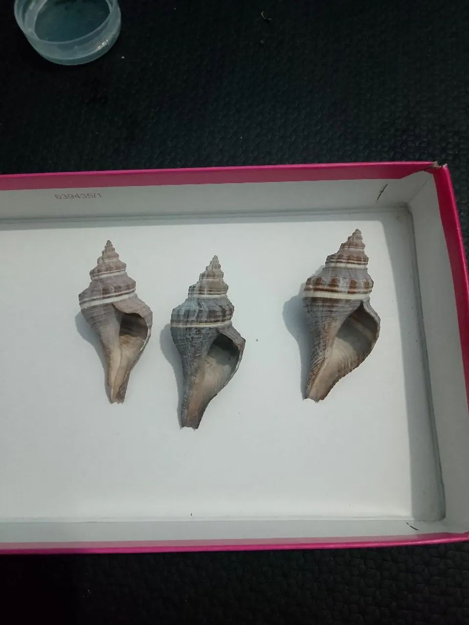 Kit 3 búzios maria-preta conchas de caramujo marinho  - Foto 4