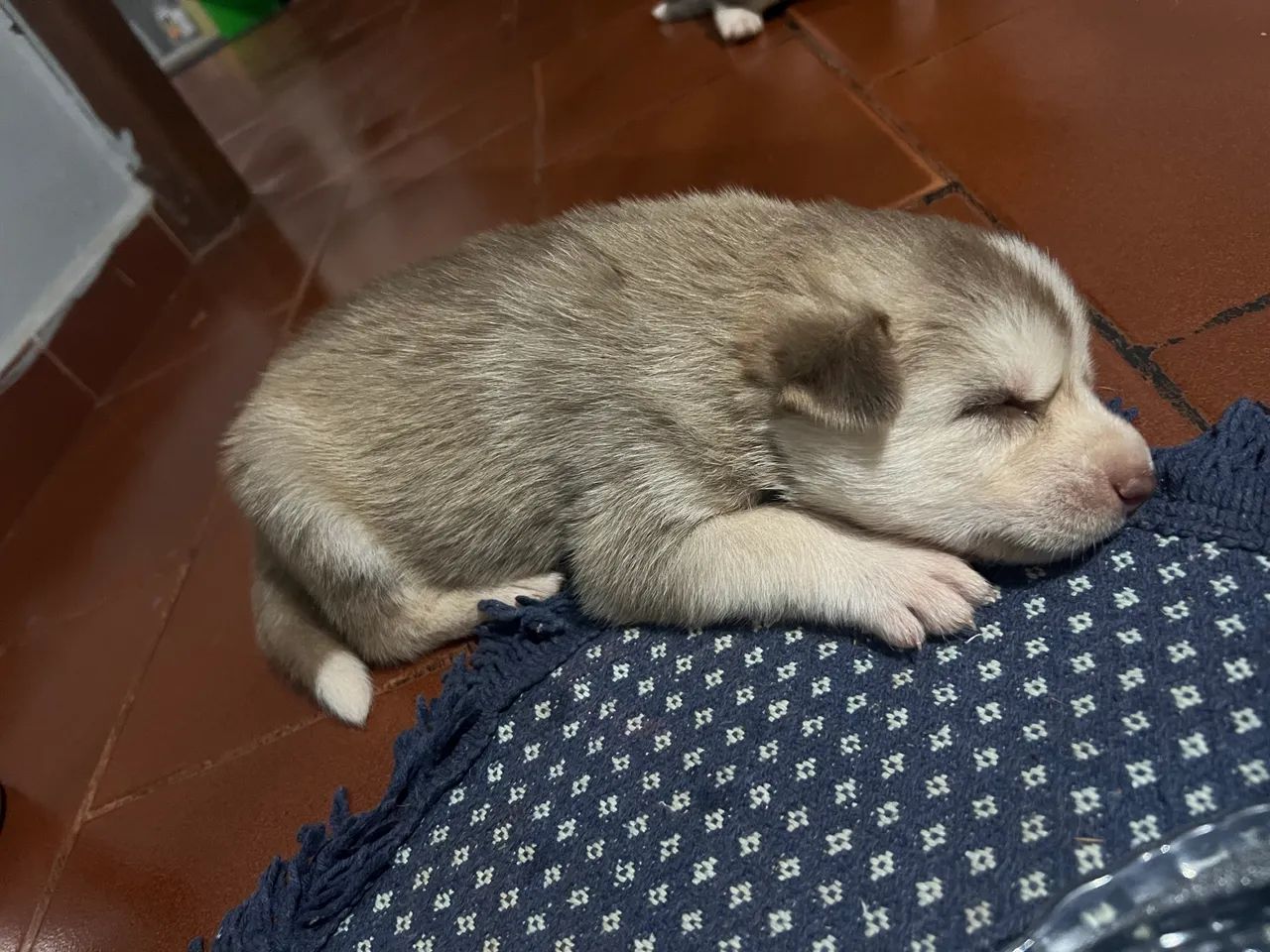 Husky siberiano - Foto 2