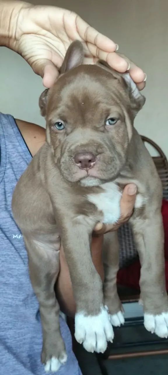 Filhotes de pitmonster com APBT  - Foto 4
