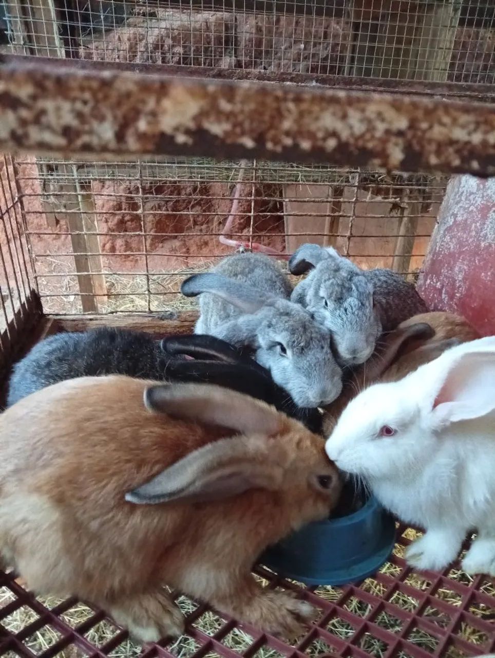 Rabbit65569091918723124