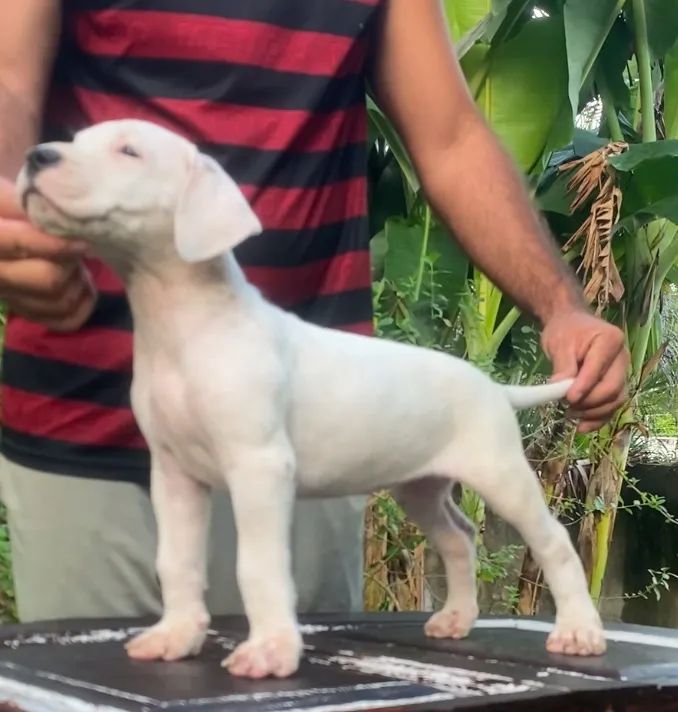 Filhote Dogo Argentino - Foto 2