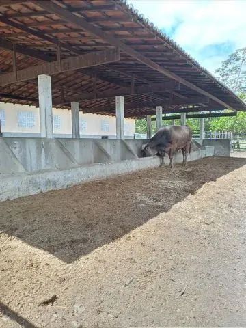 Fazendinha estruturada top De luxo em Monte Alegre - Foto 4