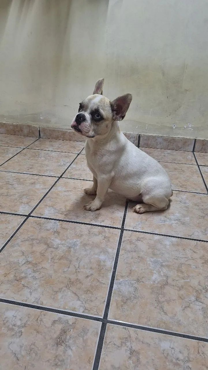 Bulldog francês macho  - Foto 2