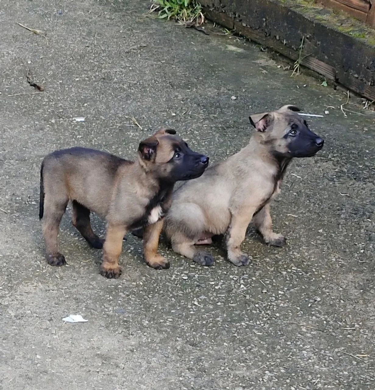 Filhotes de Belga malinois - Foto 3