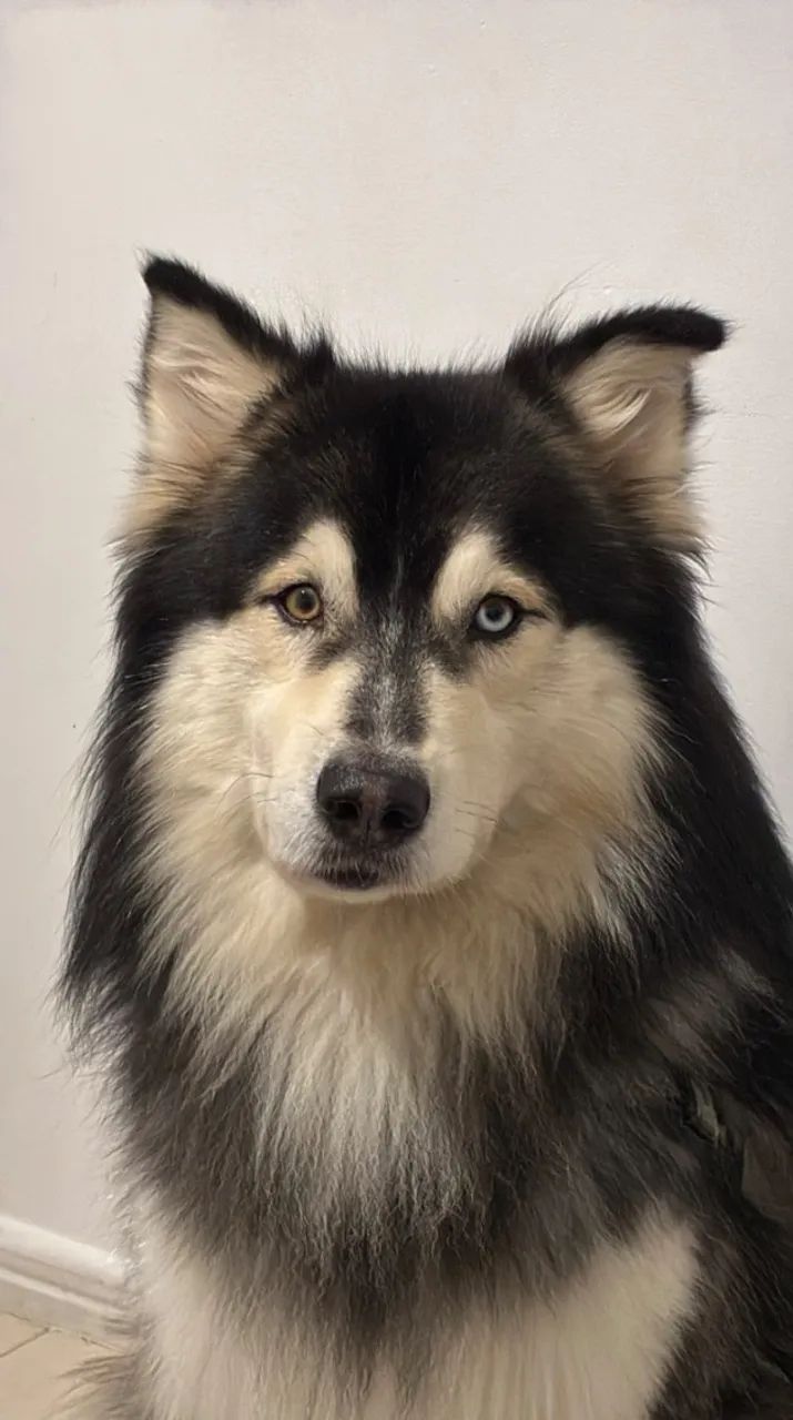 Macho disponível para cruzamento