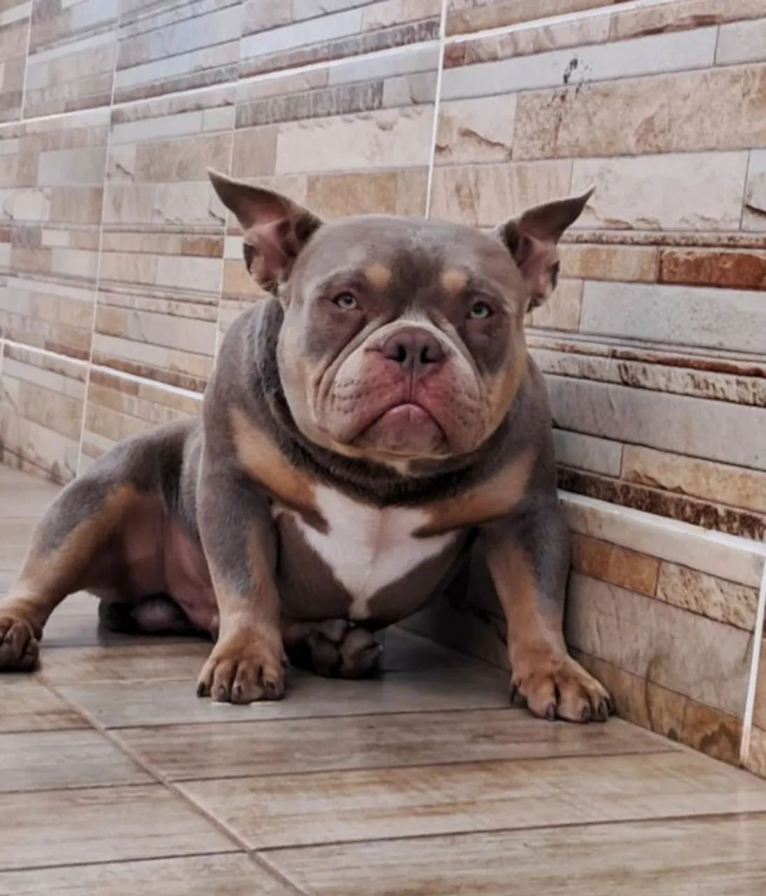 American Bully URGENTE 
