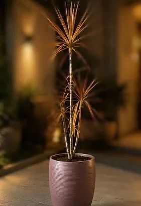 Planta dracena madagascar - Foto 2