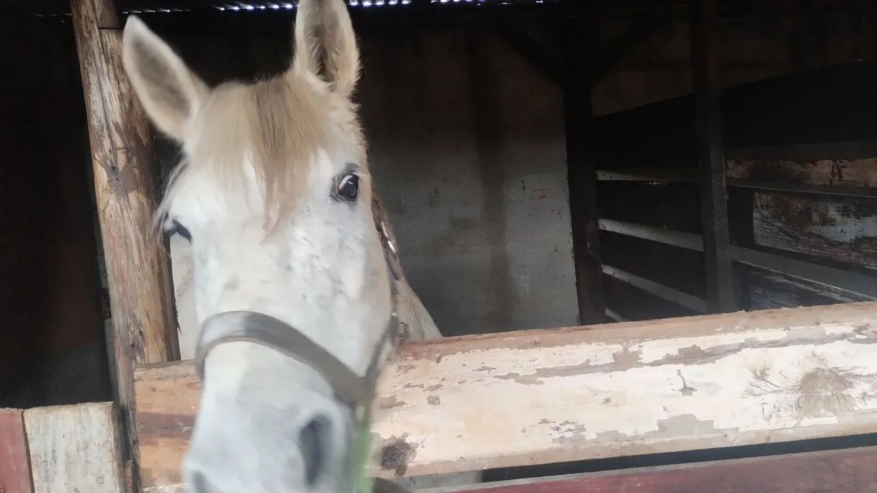 Cavalo grande ligeiro  - Foto 3