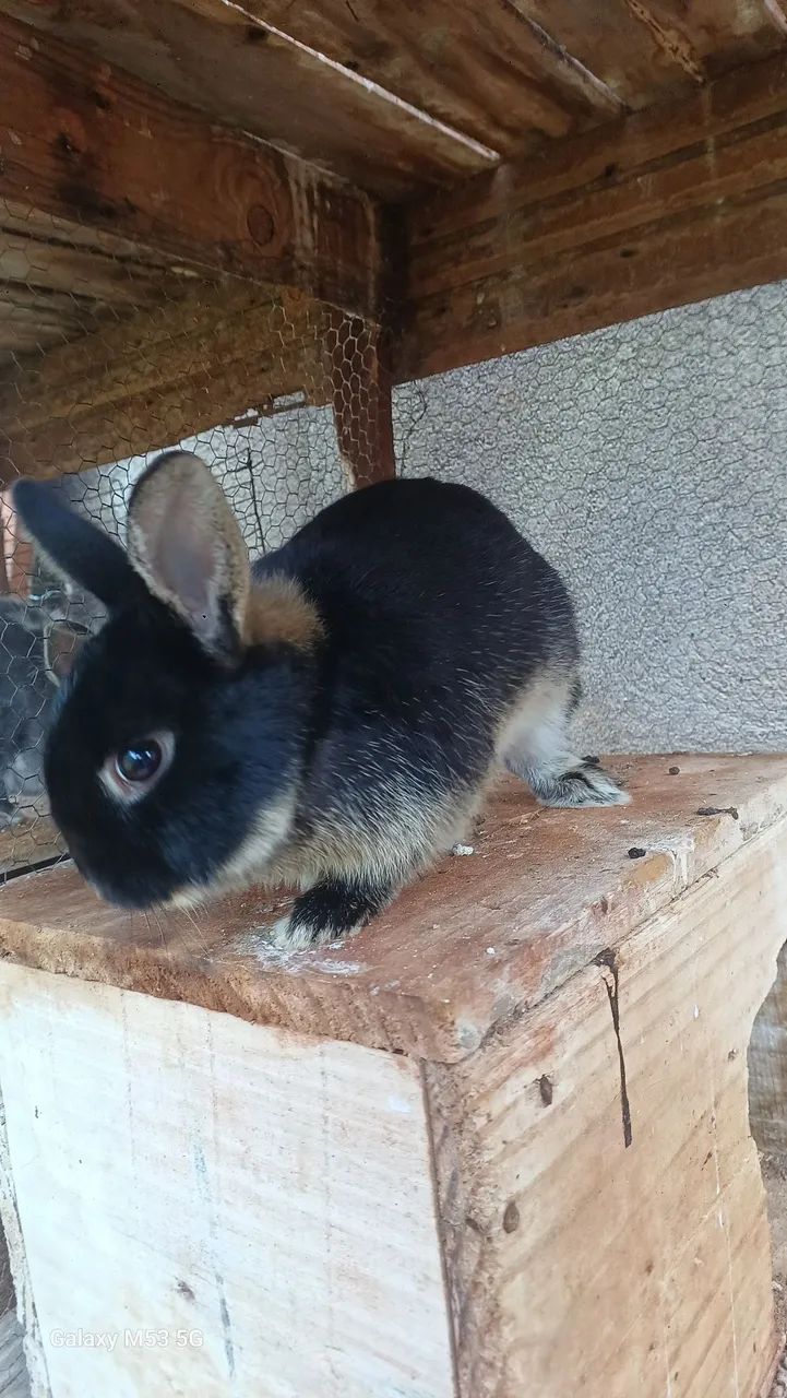 vendo coelhos  - Foto 2