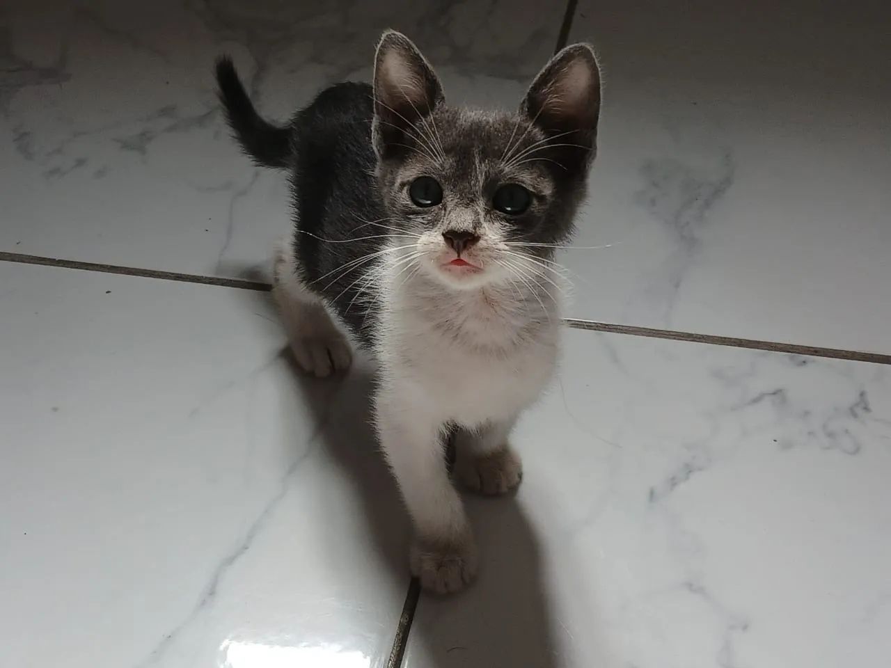 Doação gata
