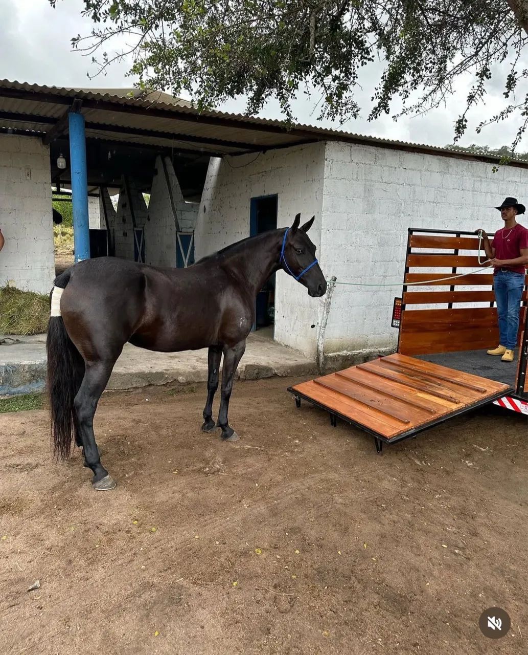 Vendo essa linda égua preta registrada  - Foto 3