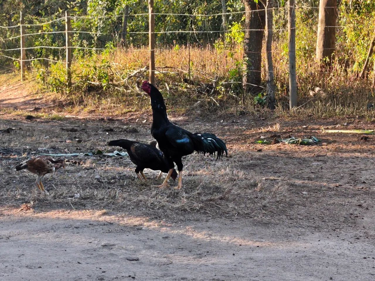 Frango índio e ovos galados. - Foto 2