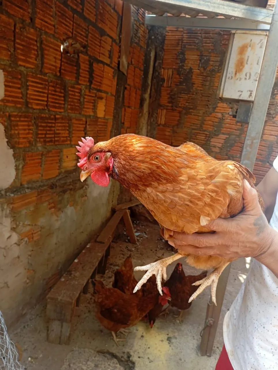 Galinha poedeira 