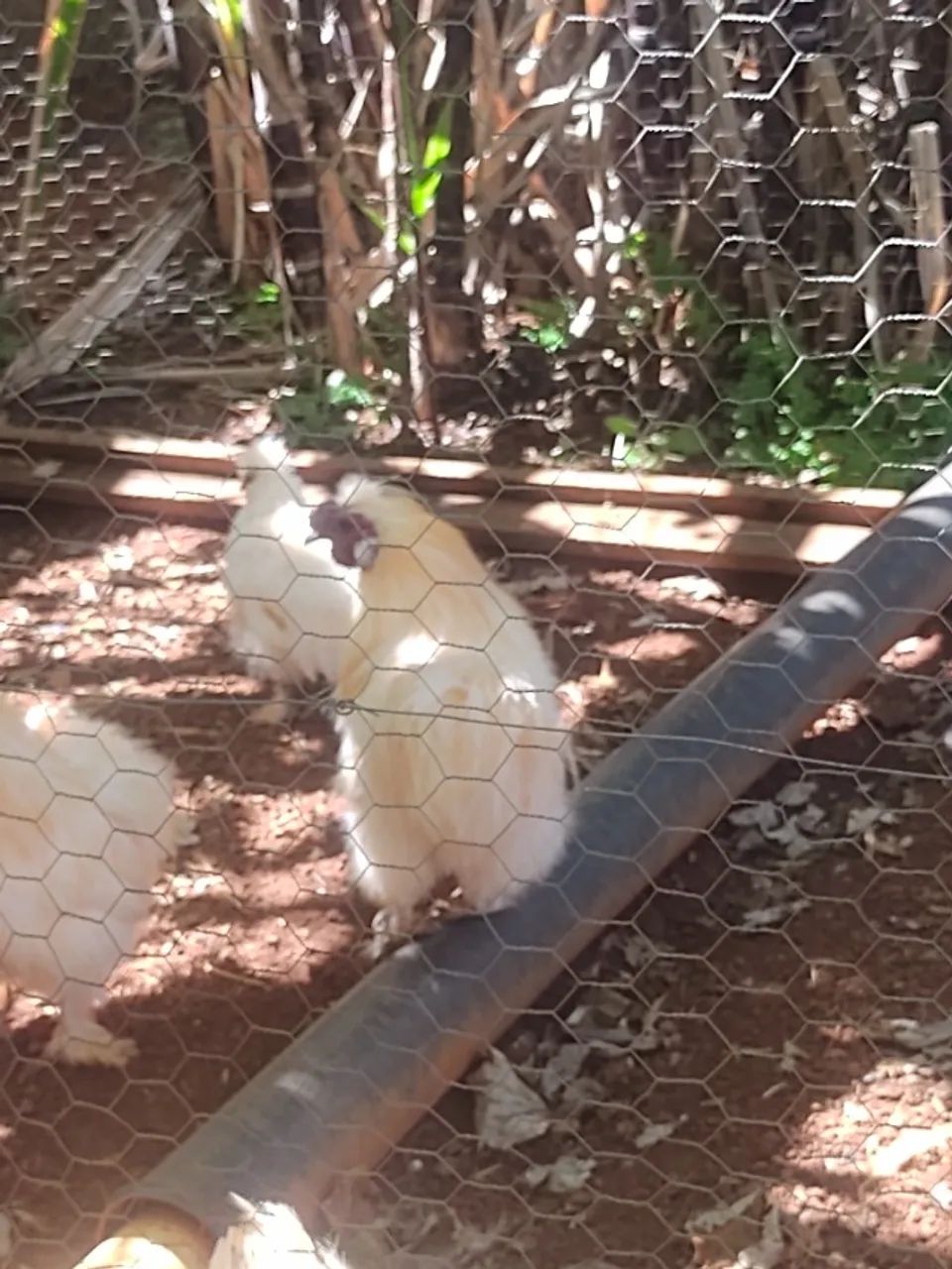Galo Sedoso (Silkie/Japão) - Foto 2