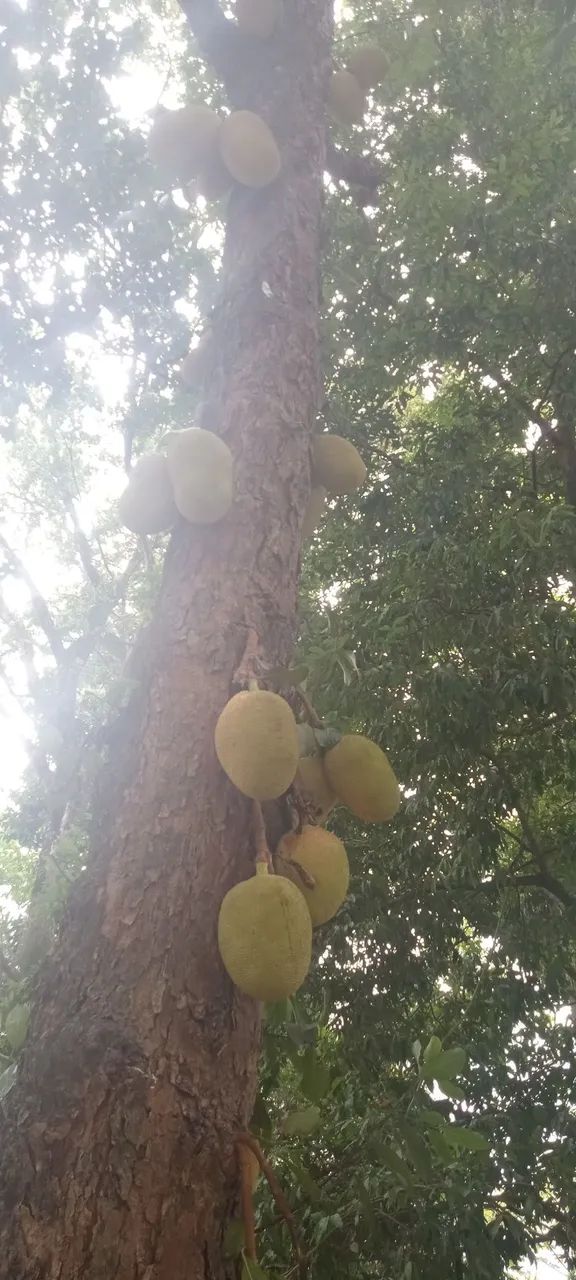 Jacas mole e jacas dura - Foto 6