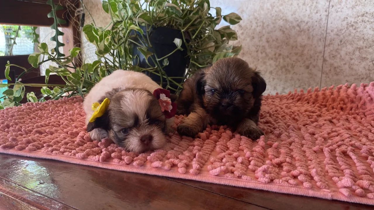 Lindos Shitzu  - Foto 4