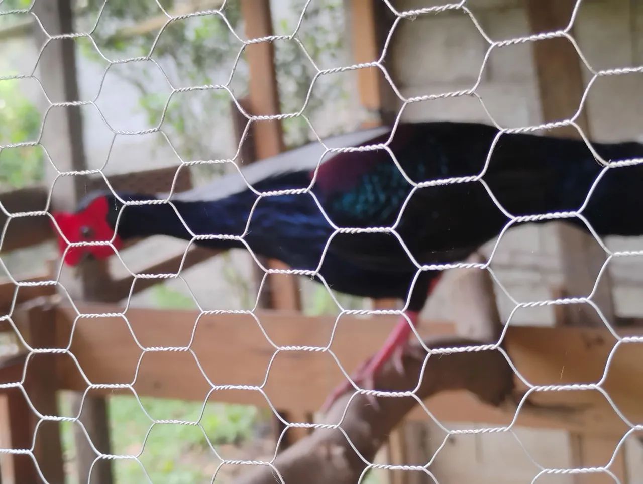 AVES EXOTICAS - Foto 4