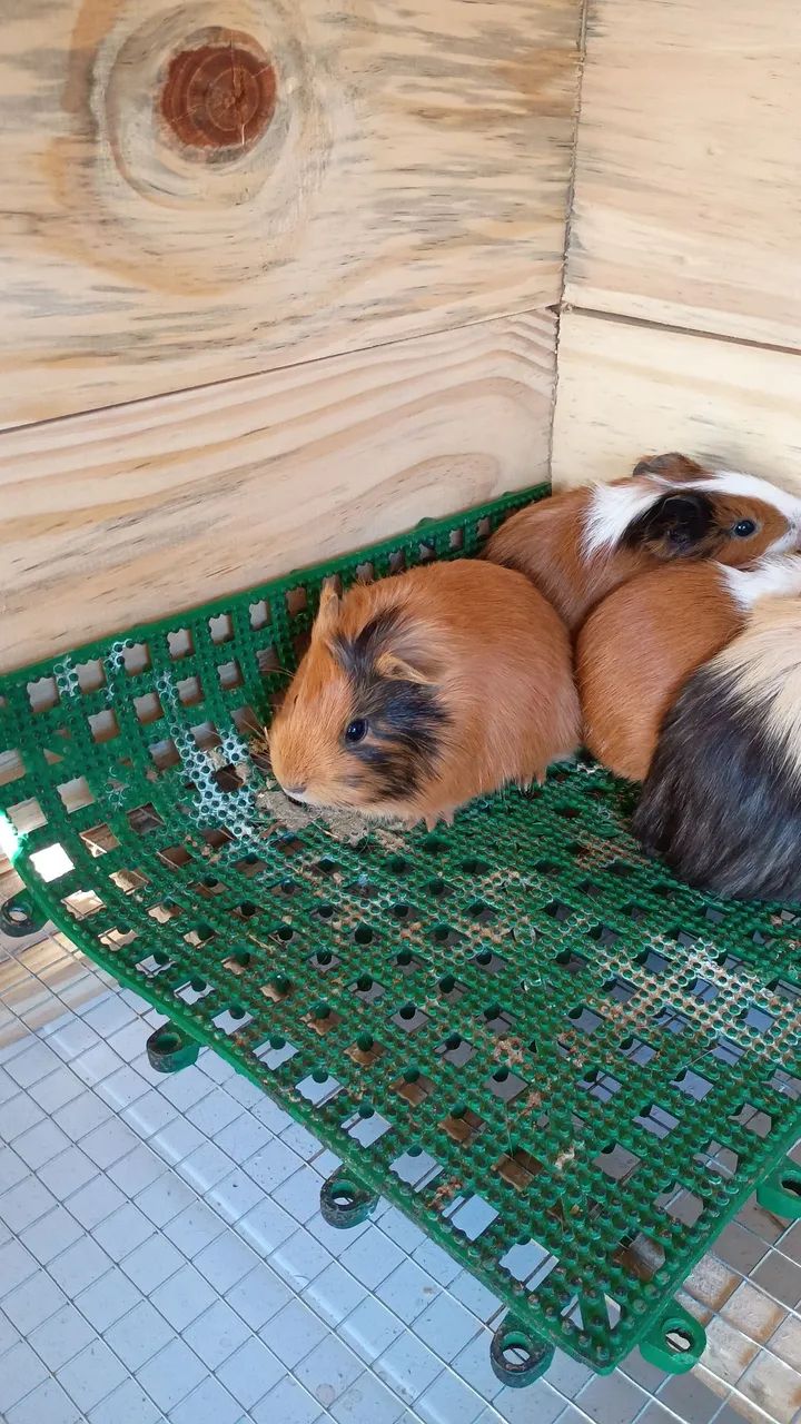 Porquinho da índia 