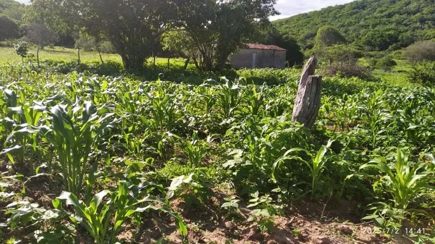 Terreno, Sítio - Foto 2