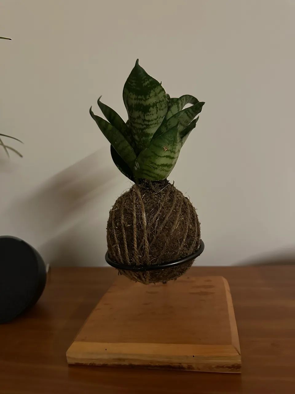 Kokedama
