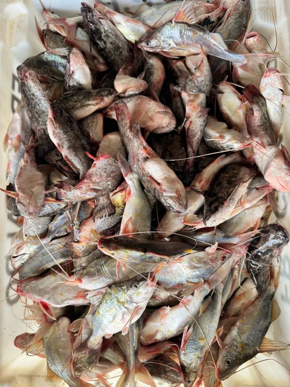 PEIXARIA BETSAIDA  - Foto 5