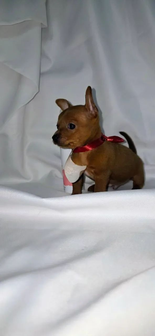 Pinscher fêmea e macho  - Foto 3