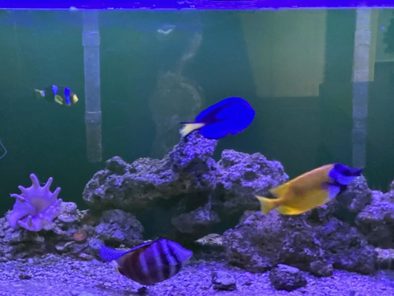 Lindo aquário marinho  - Foto 3