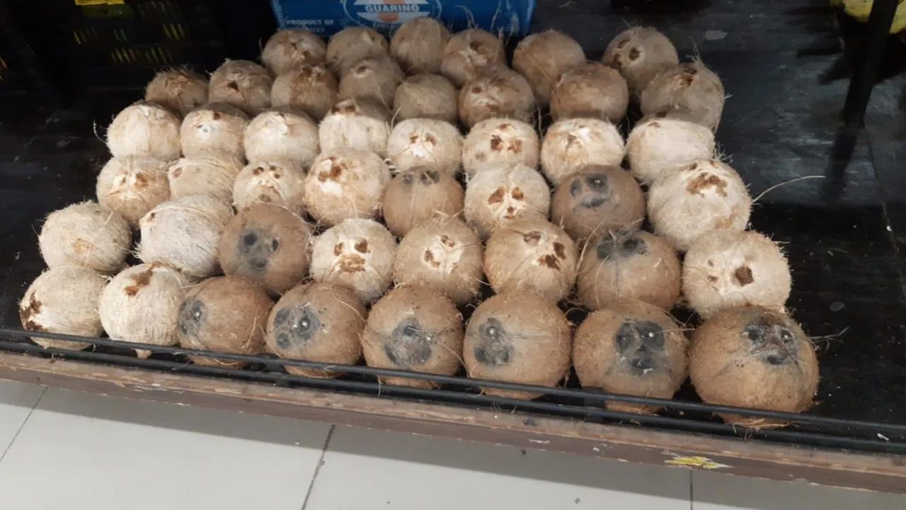 Vende-se coco seco Coco Verde e coco ralado de macaxeira ralada - Foto 4