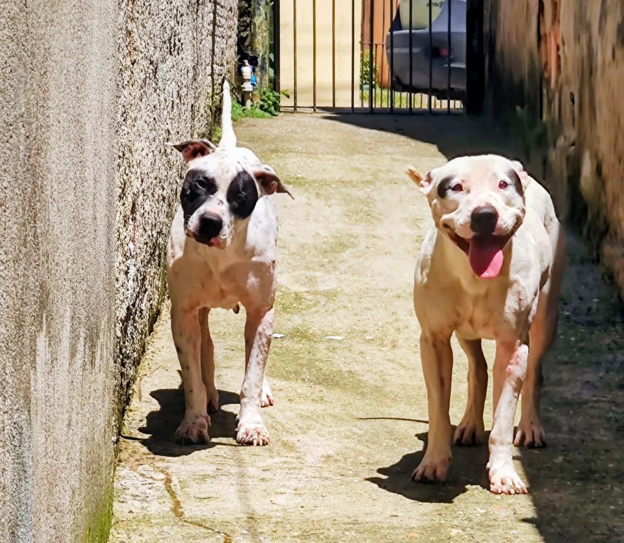 Doação casal de Pit bull - Foto 2
