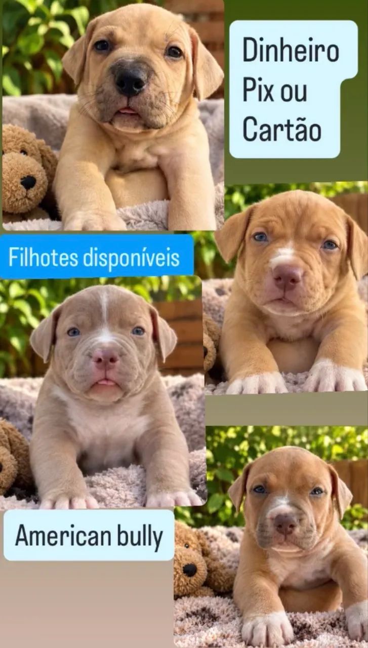 Vendo American bully