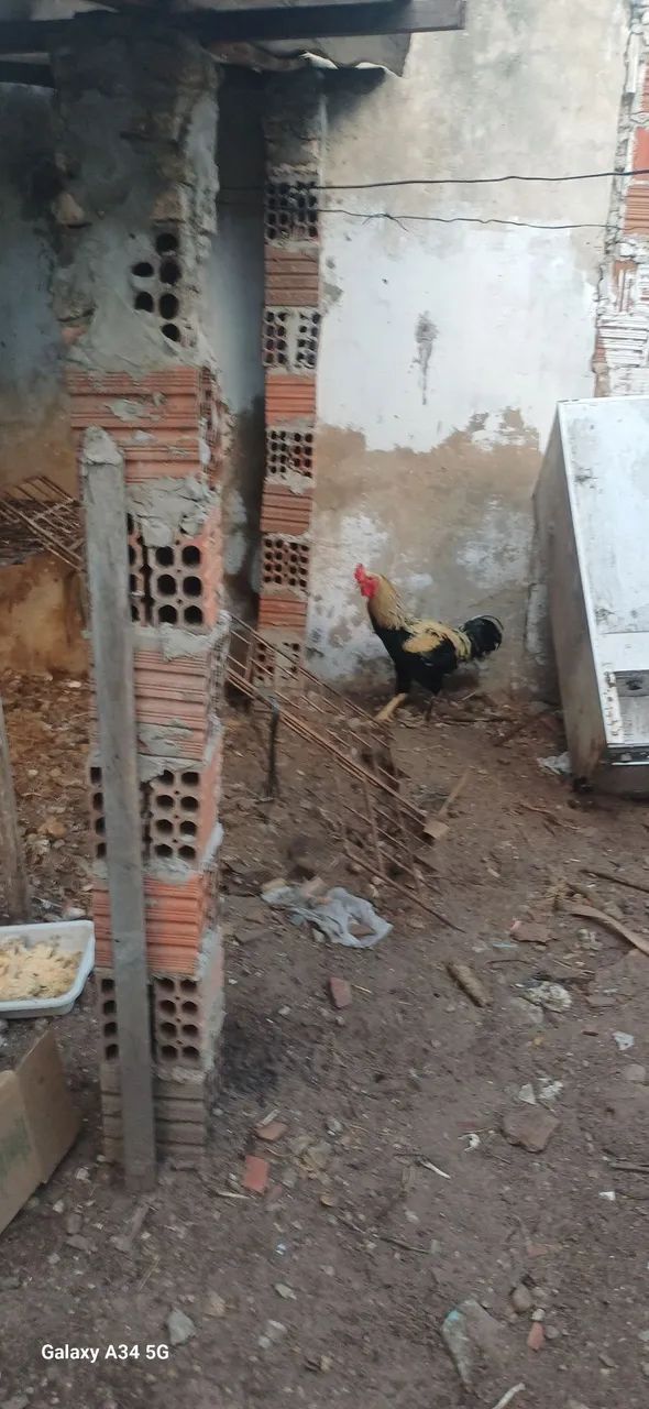 Galo  - Foto 4
