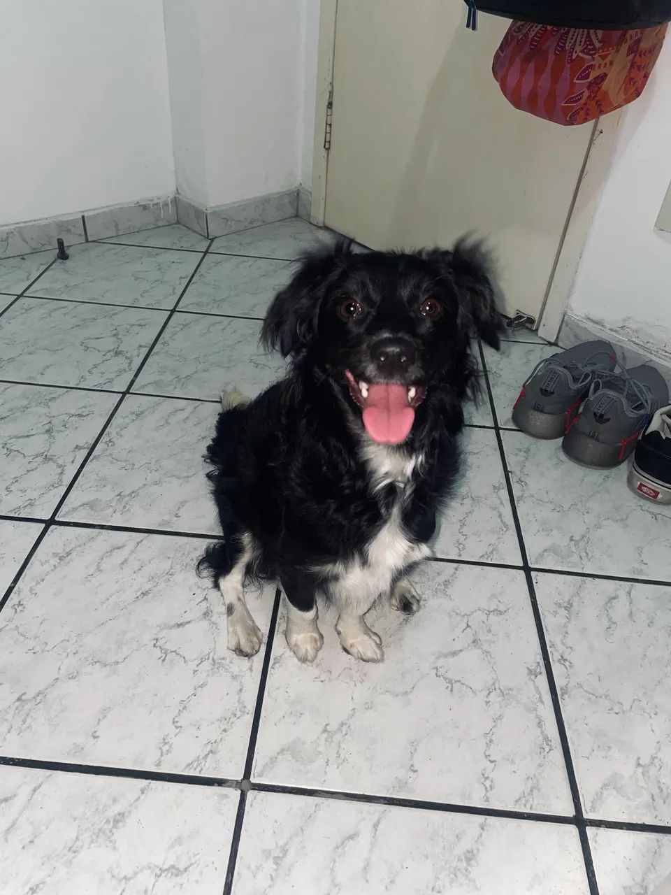 Cachorra para adoção  - Foto 2