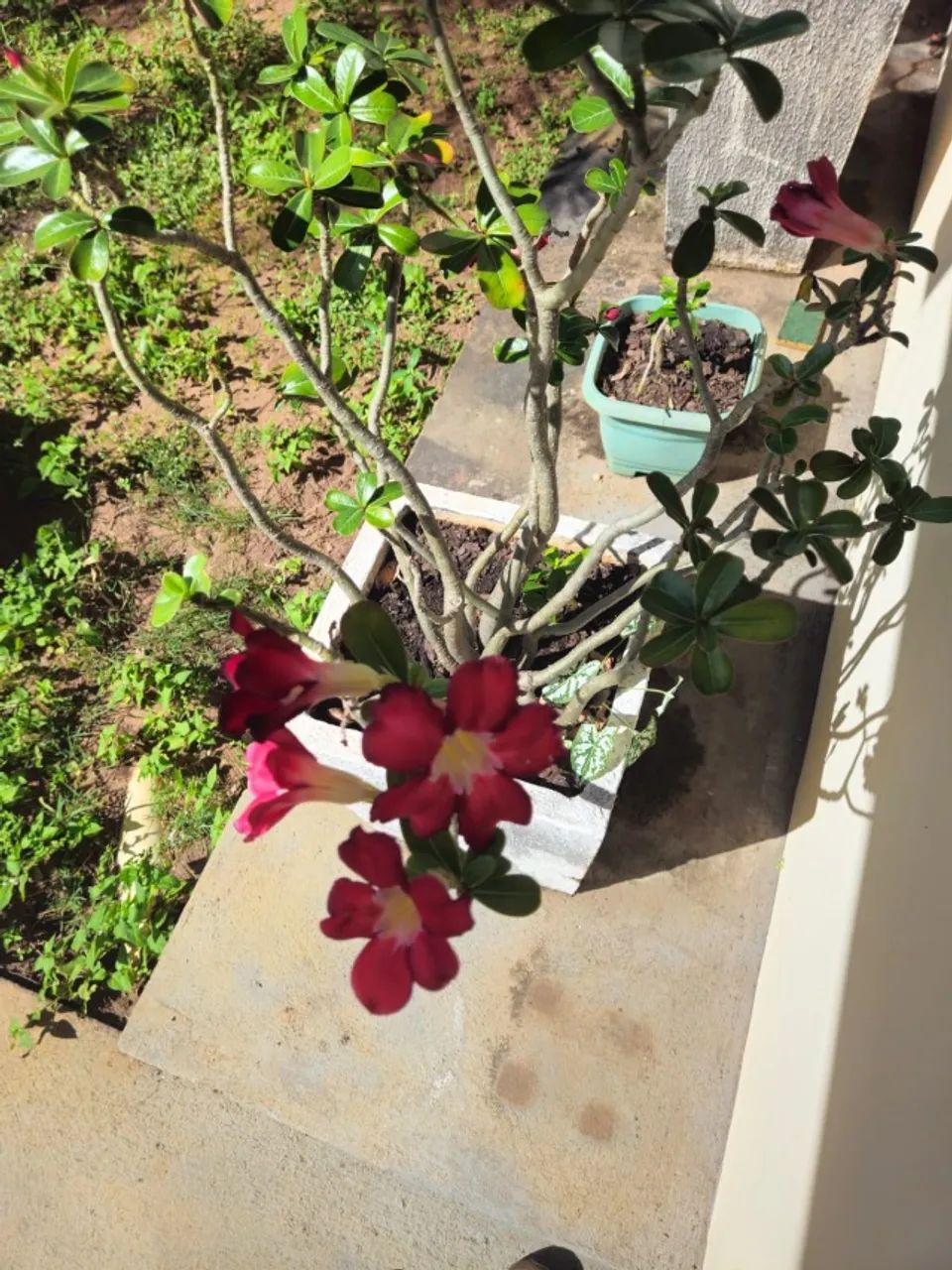 Vaso comprido de rosa do deserto - Foto 3