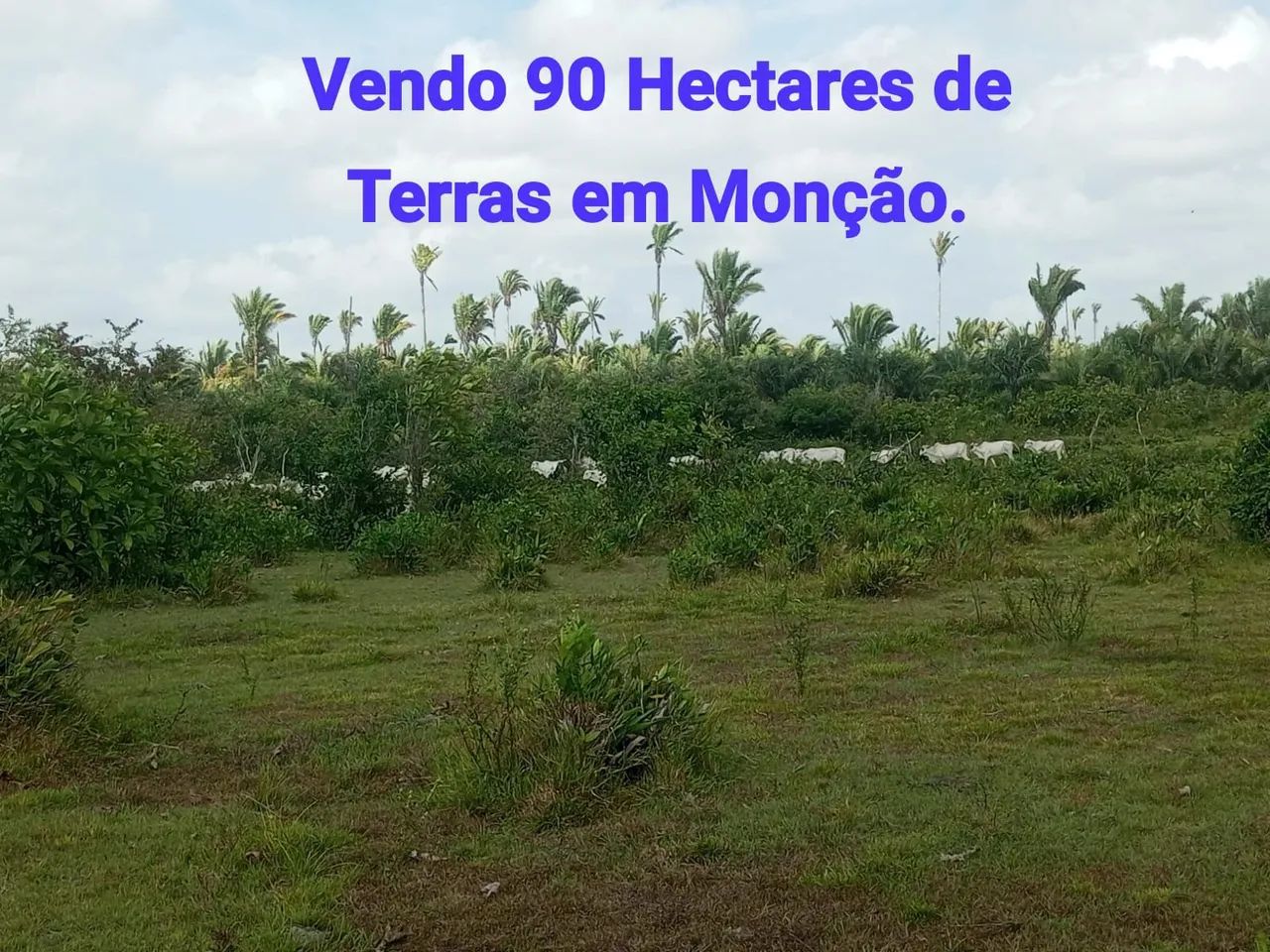 Vendo 90 Hectares de terra.