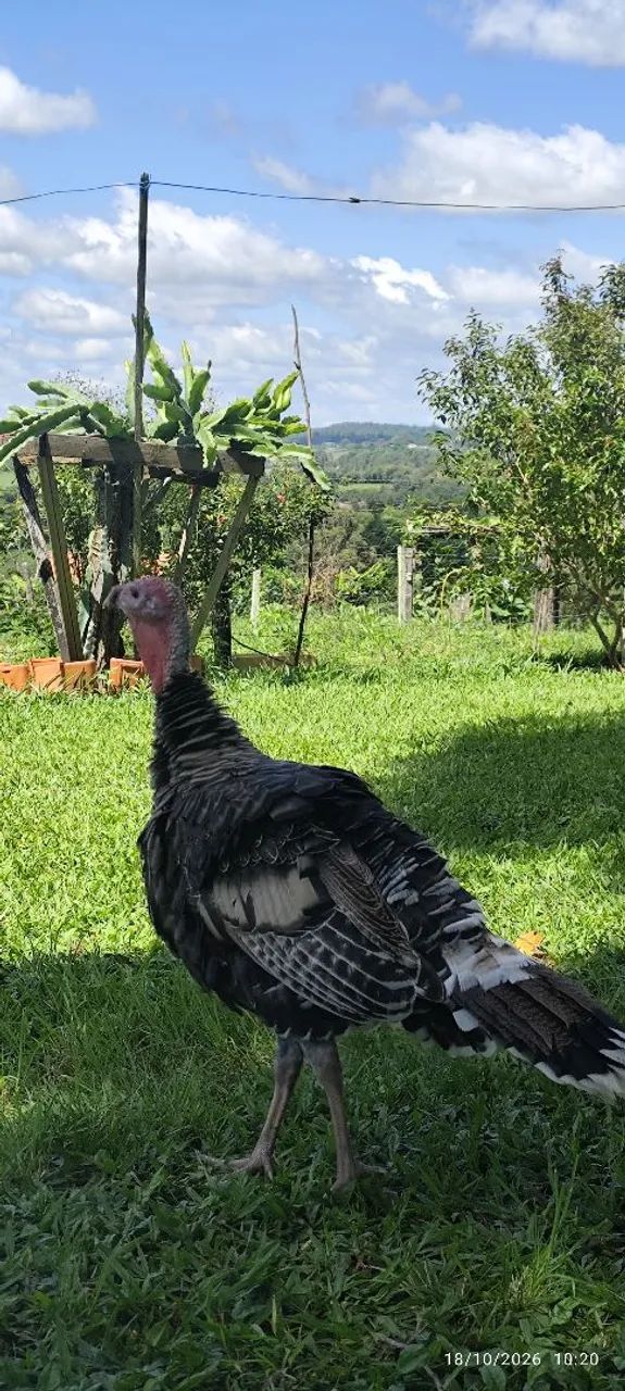 Peru macho  - Foto 4