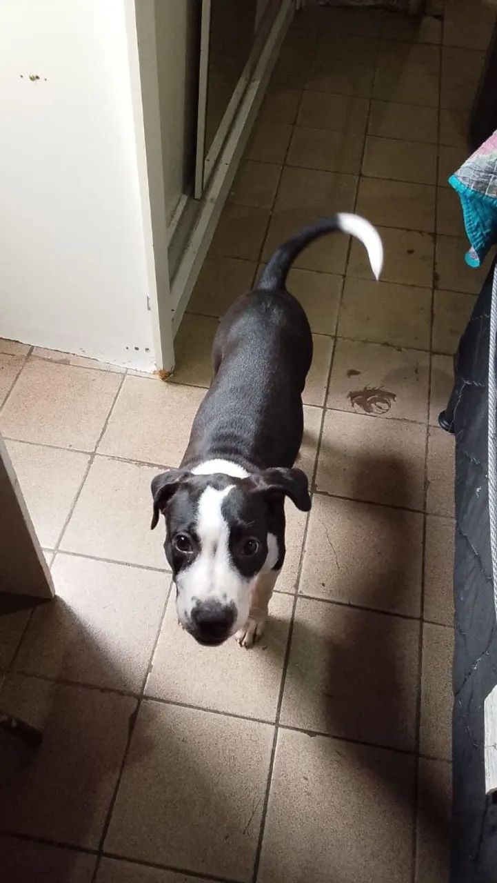Pitbul - Foto 2