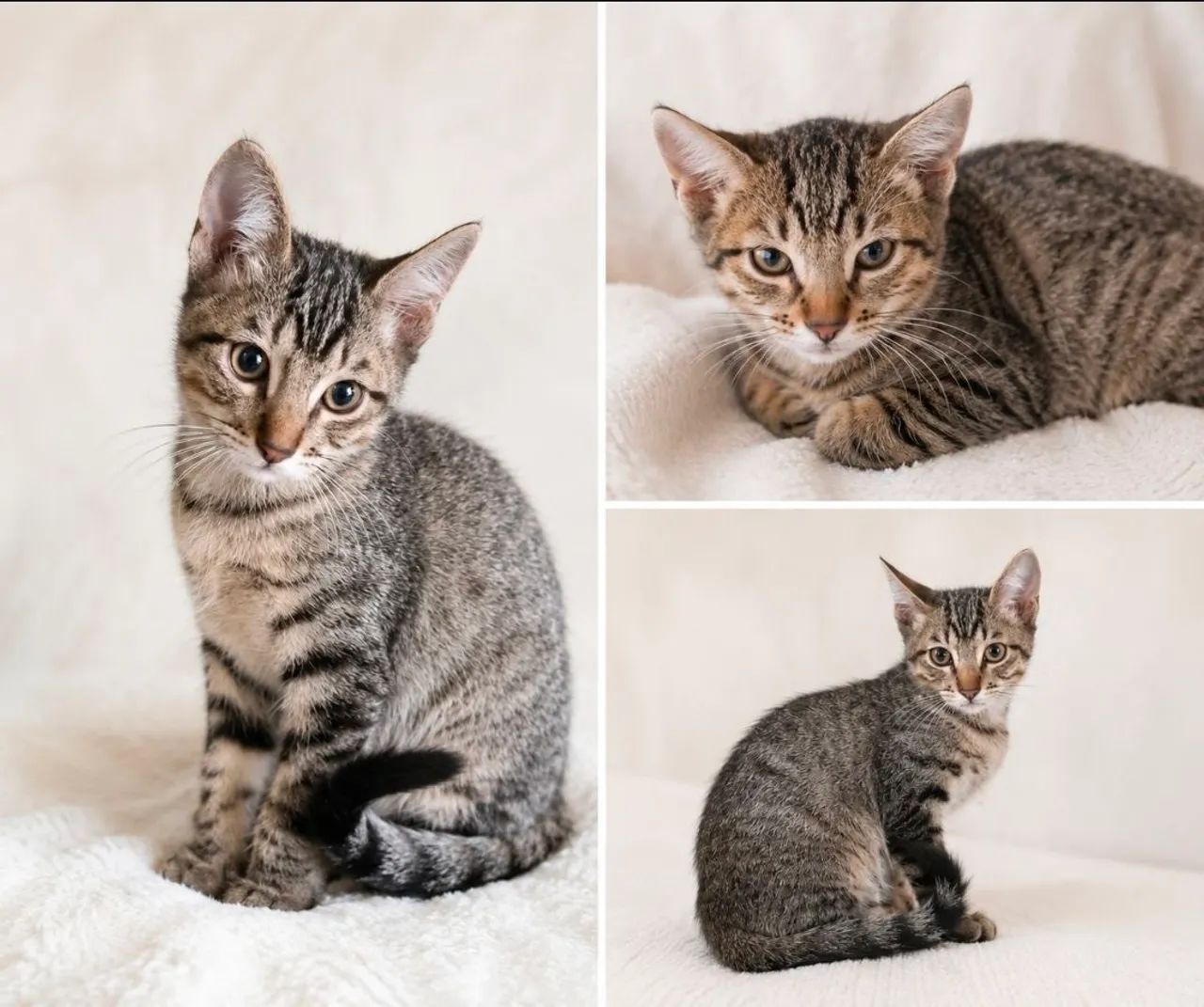 Doa-se gatinhos