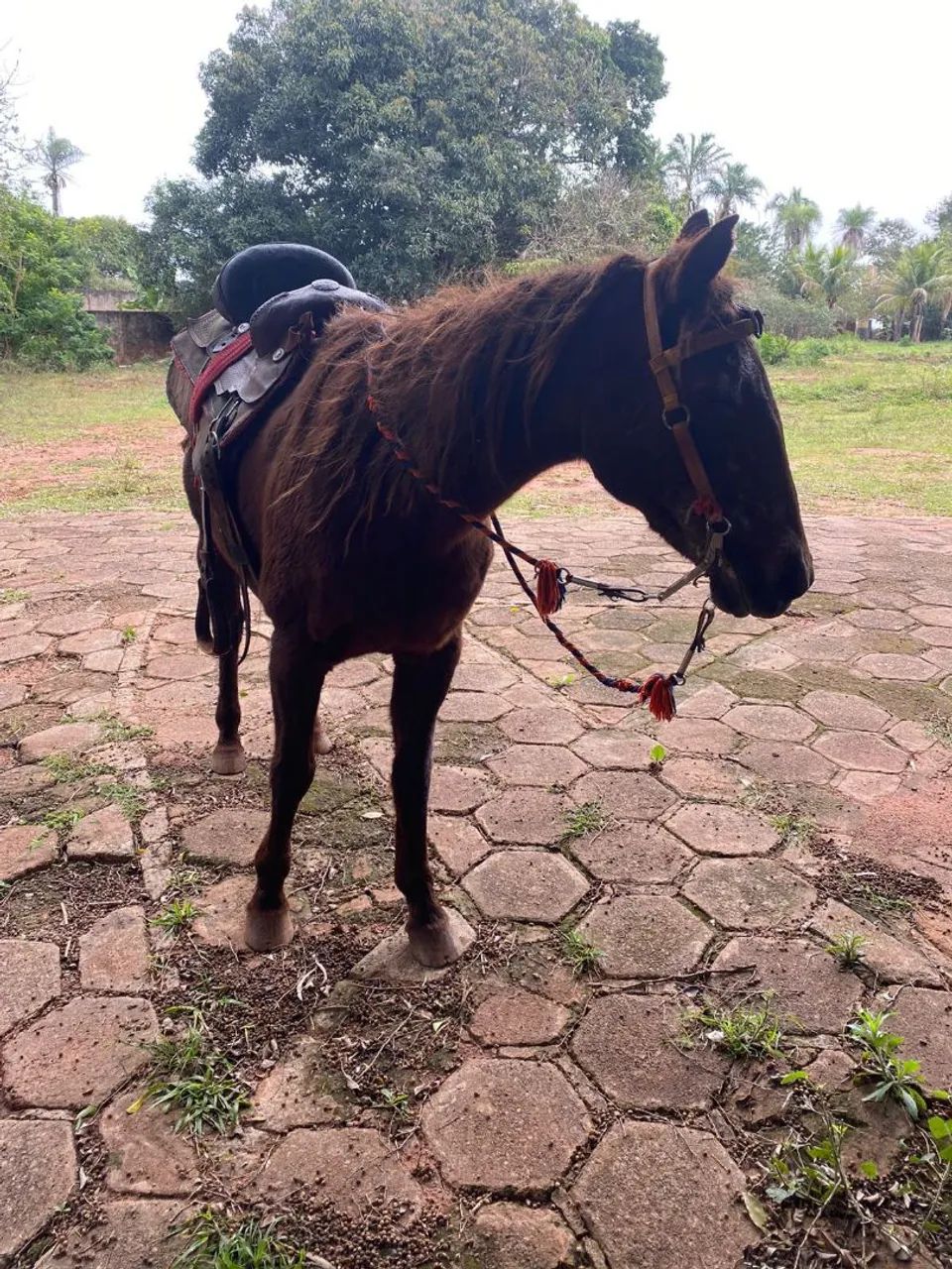 Cavalo - Foto 3