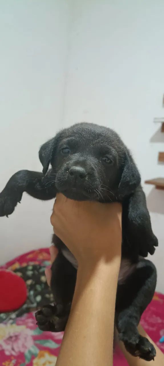 Adoção responsável  - Foto 5