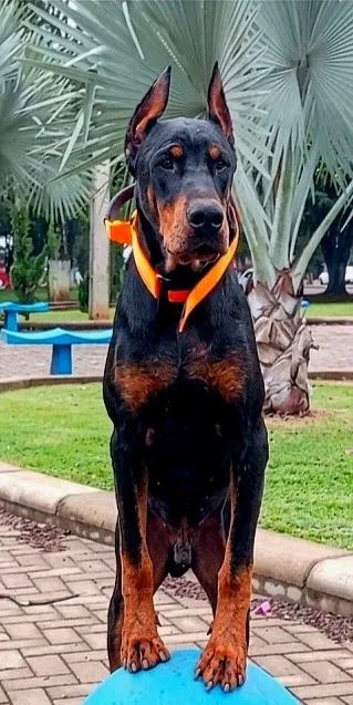 Dobermann de trabalho (Reserva) - Foto 2