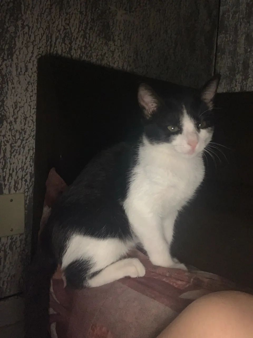 Gato macho  - Foto 3