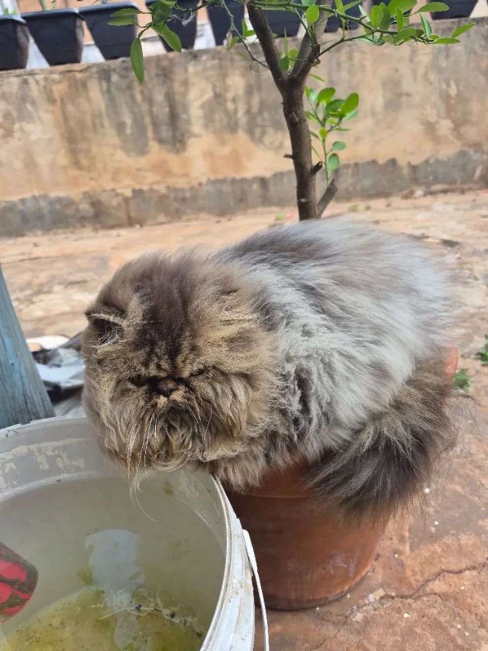 Venda animais  - Foto 3