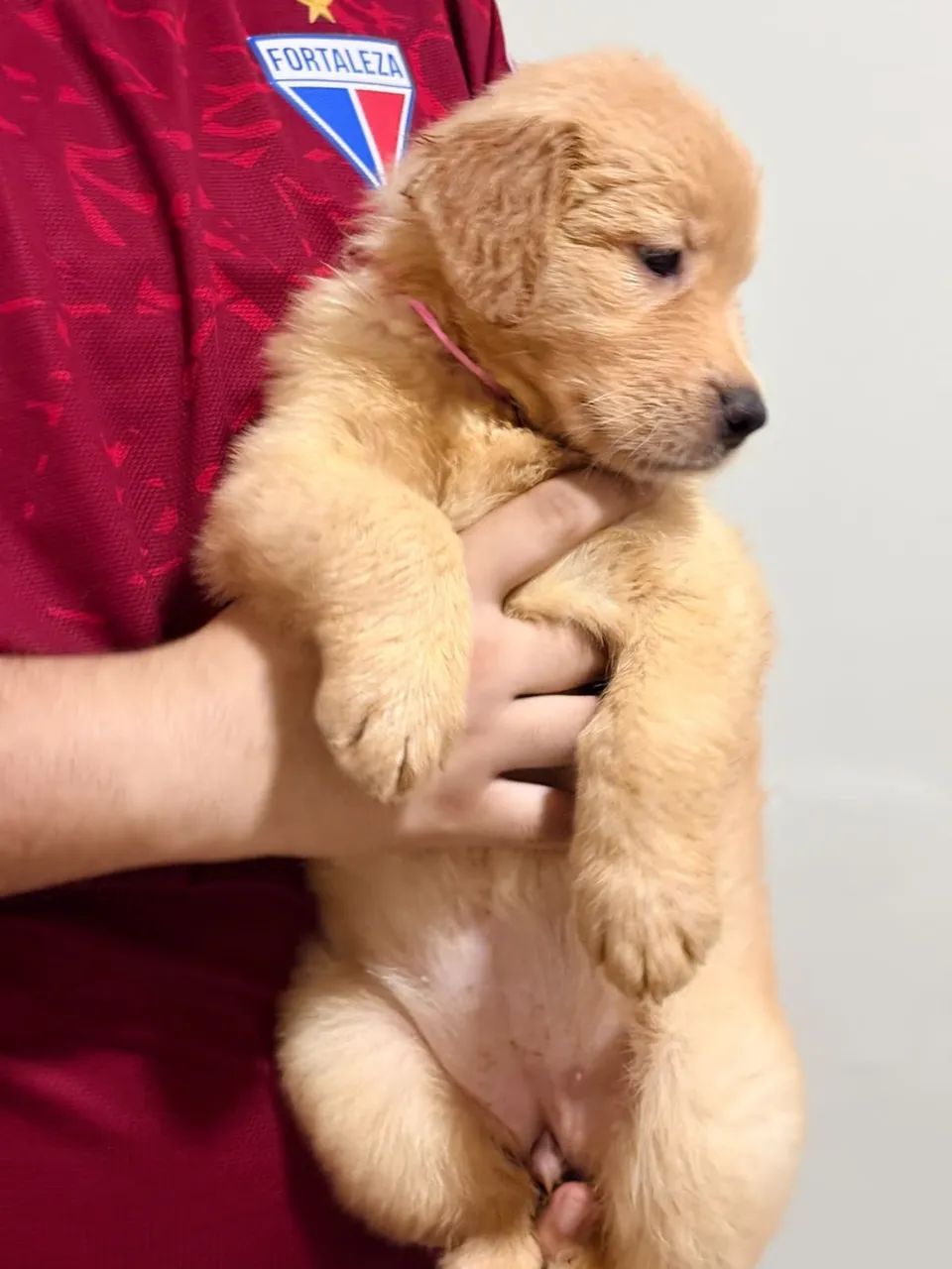 Golden Retriever - Foto 4