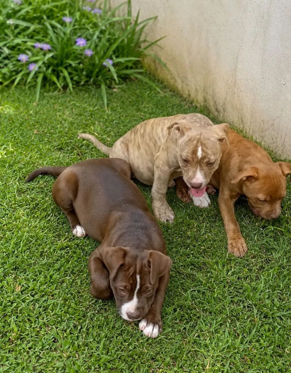 Filhote de Pit Bull  - Foto 2